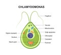 Vector cross section of a Chlamydomonas. The structure of the algae cell